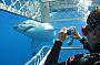 Cage Dive Great White Shark