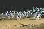 1 Day Penguins, Koalas and Kangaroos K10