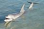 10 Day Perth to Broome Safari