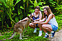 Feed the friendly Kangaroos