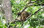 Tree Kangaroo