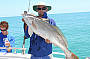 Black jewfish
