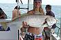 Kara's Black Jewfish