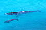 Head of Bight