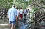 Mangrove walk