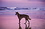 Dingo - Fraser Island