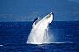 Whale Watching Tours Cairns