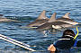 Dolphin Swim - Starts Sept 2011