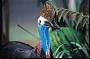 Southern Cassowary