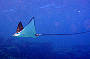 7 Day Cod Hole, Ribbon Reefs & Coral Sea Ocean View Standard ( Monday Departure )
