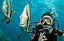Take a Dive