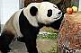 Adelaide City Tour with River Cruise and Pandas (581CZ)