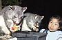 Get up close to wildlife