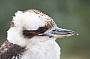 Kookaburra