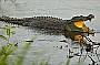 River Cruise Crocodile spotting