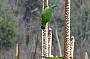 Rainbow Lorikeets feed on Grass tree flowers