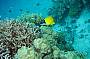 Open Water Dive Course - 5 Day