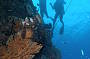 Paradise Reef 