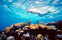 Snorkeling - Great Barrier Reef
