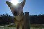 Dingo