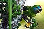Fig Parrot