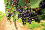 Grapes on the vine