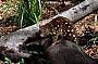 Hartley's Crocodile Adventures - SELF DRIVE ADMISSION