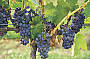 Hunter Valley Grapes