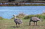 Cape Barren Geese