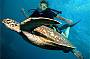 Michaelmas Cay Cruise