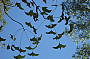Carnarvon Gorge Great Walk - departs 5th May 2012 through to 6th Oct 2012
