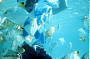 Snorkelling with hundreds of fish!