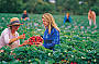 Strawberry Picking