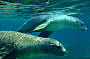 Rottnest Island Snorkelling Tours