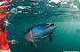 Swimming with Bluefin tuna