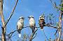 Spot Kookaburras along the way