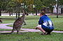 Wild Kangaroos. FREE Cooloola Tour