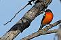 A Flame Robin inspects us as we walk by