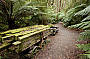 1 Day Great Ocean Road & Rainforest Tour (With Lunch)