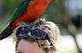 PARROT ON HEAD