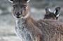Dusk Kangaroo Tour - Rider