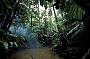 Passing a rainforest creek