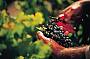 Barossa Grapes Eden Valley