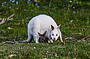 Look for white wallabies on our private 18 acre property