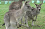 Feeding the Kangaroos