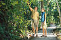 Discover with a self-guided rainforest walk