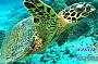 Standard Cruise incl. 1 Introductory Dive