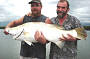 Barramundi