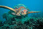 Great Barrier Reef Adventures