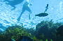 Enjoy a snorkel at the Popes Eye Marine Park